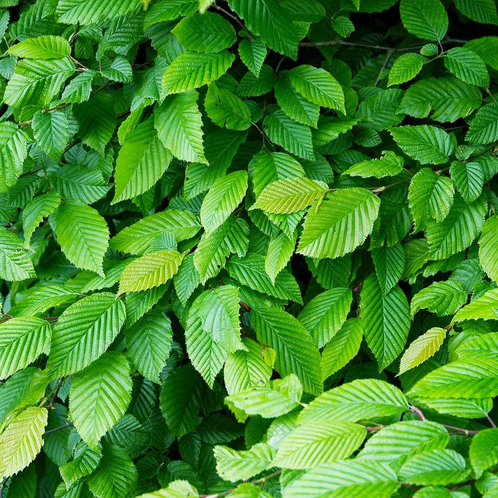 American Elm Tree 5 American Elm Tree - Image 3