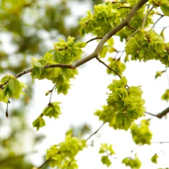 American Elm Tree 12 American Elm Tree -Deals Blossom Vines Store American Elm Tree 8