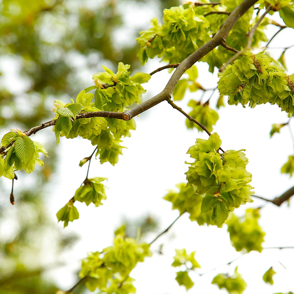 American Elm Tree 7 American Elm Tree - Image 5