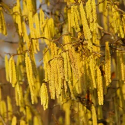 American Hazelnut Tree -Deals Blossom Vines Store American Hazelnut 2