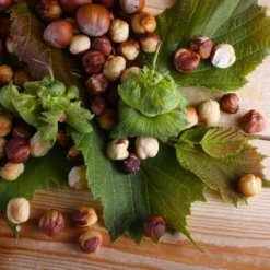 American Hazelnut Tree -Deals Blossom Vines Store American Hazelnut 4 BB