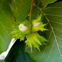 American Hazelnut Tree -Deals Blossom Vines Store American Hazelnut 6 BB