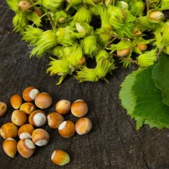 American Hazelnut Tree