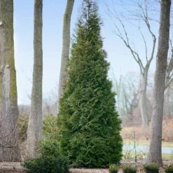 Full Speed A Hedge® American Pillar Arborvitae -Deals Blossom Vines Store American Pillar Arborvitae 2