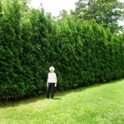 Full Speed A Hedge® American Pillar Arborvitae -Deals Blossom Vines Store American Pillar Arborvitae 4