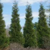 Full Speed A Hedge® American Pillar Arborvitae -Deals Blossom Vines Store American Pillar Arborvitae 600x600 bb