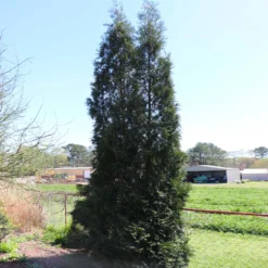 Full Speed A Hedge® American Pillar Arborvitae -Deals Blossom Vines Store American Pillar Arborvitae 6 BB