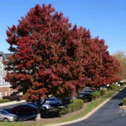 New Release -Deals Blossom Vines Store American Red Maple 1 BB