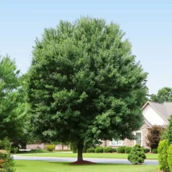 American Red Maple Tree -Deals Blossom Vines Store American Red Maple 2