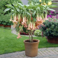 Deals Blossom Vines Store -Deals Blossom Vines Store Angel Trumpet Vine 1 BB