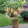 Peach Angel Trumpet Tree 1 Peach Angel Trumpet Tree -Deals Blossom Vines Store Angel Trumpet Vine 1 BB 600x600 7d981bb2 81b6 4572 97a6 f37c56d65a06