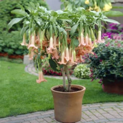 Peach Angel Trumpet Tree