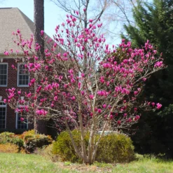 Ann Magnolia Tree 10 Ann Magnolia Tree -Deals Blossom Vines Store Ann Saucer Magnola 2 BB