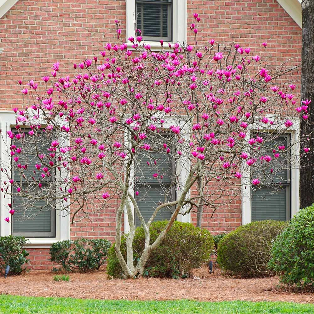 Ann Magnolia Tree 4 Ann Magnolia Tree - Image 2