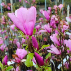 Ann Magnolia Tree 9 Ann Magnolia Tree -Deals Blossom Vines Store Ann Saucer Magnola 6 BB