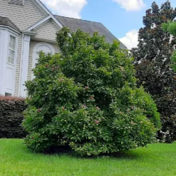 Ann Magnolia Tree 11 Ann Magnolia Tree -Deals Blossom Vines Store Ann Saucer Magnola 7