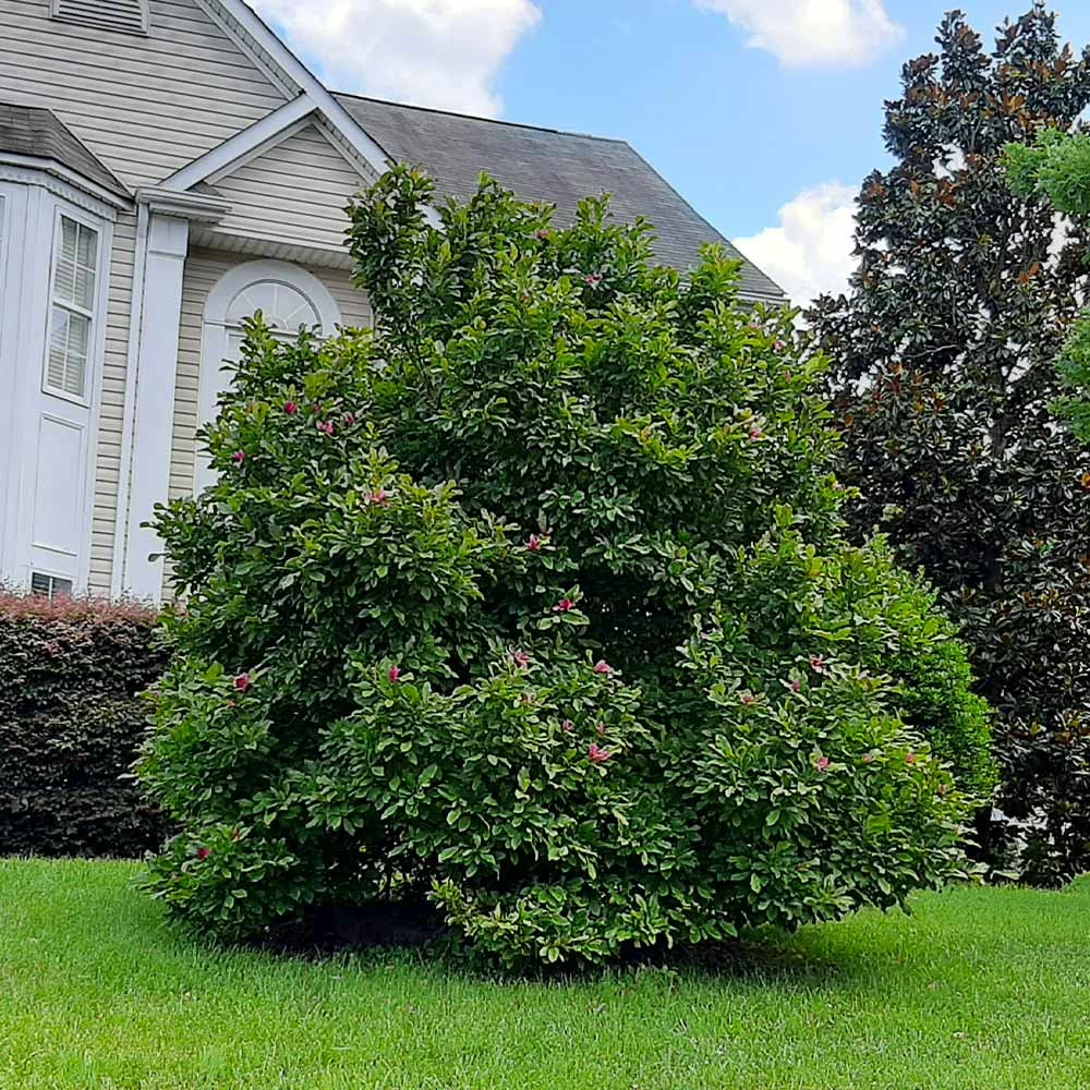 Ann Magnolia Tree 7 Ann Magnolia Tree - Image 5