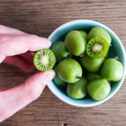 Anna & Meader Kiwi Vine Pollination Pack -Deals Blossom Vines Store Anna kiwi7