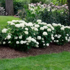 Annabelle Hydrangea Shrub 8 Annabelle Hydrangea Shrub -Deals Blossom Vines Store Annabelle Hydrangea 2 BB