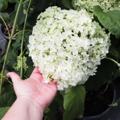 Annabelle Hydrangea Shrub 9 Annabelle Hydrangea Shrub -Deals Blossom Vines Store Annabelle Hydrangea 3