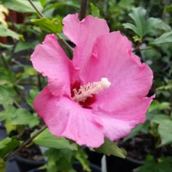 Aphrodite Rose Of Sharon Althea Shrub -Deals Blossom Vines Store Aphrodite Rose of Sharon 1