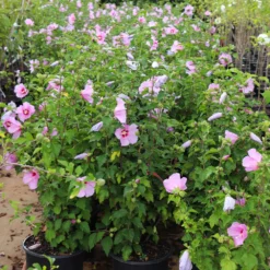 Aphrodite Rose Of Sharon Althea Shrub -Deals Blossom Vines Store Aphrodite Rose of Sharon 5 BB