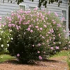Aphrodite Rose Of Sharon Althea Shrub -Deals Blossom Vines Store Aphrodite Rose of Sharon BB 600x600 7b0d0adc 4b50 4926 8cda f6570f7173a1