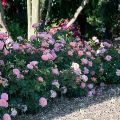 Apricot Drift® Rose 7 Apricot Drift® Rose -Deals Blossom Vines Store Apricot Drift Rose 1