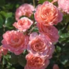 Apricot Drift® Rose 2 Apricot Drift® Rose -Deals Blossom Vines Store Apricot Drift Rose 600x600 15ced373 bff1 4b44 8e4b b44385d5c116