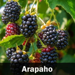 3-in-1 Blackberry Bush 11 3-in-1 Blackberry Bush -Deals Blossom Vines Store Arapaho Blackberry