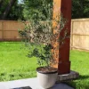 Arbequina Olive Tree -Deals Blossom Vines Store Arbequina Olive BB 600x600 f594ea6b b640 489e 9f74 aebfdfce38ff