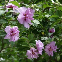 Ardens Rose Of Sharon Althea Shrub -Deals Blossom Vines Store Ardens Rose of Sharon 2