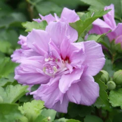 Ardens Rose Of Sharon Althea Shrub -Deals Blossom Vines Store Ardens Rose of Sharon BB 4