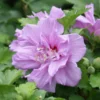 Ardens Rose Of Sharon Althea Shrub -Deals Blossom Vines Store Ardens Rose of Sharon BB 600x600 2c2120e1 6fb2 4bce 86e6 68023a824e62