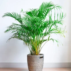 Areca Palm Tree -Deals Blossom Vines Store Areca Palm 2 BB