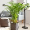 Areca Palm Tree 2 Areca Palm Tree -Deals Blossom Vines Store Areca Palm BB 600x600 a4054546 2679 4270 ada4 ab7be57fb633