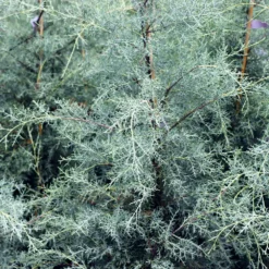 Drought-Tolerant Evergreen Tree -Deals Blossom Vines Store Arizona Cypress 10