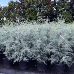 Drought-Tolerant Evergreen Tree -Deals Blossom Vines Store Arizona Cypress 9