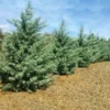 Drought-Tolerant Evergreen Tree -Deals Blossom Vines Store Arizona Cypress BB 600x600 93bc7bde 3f35 436f 8619 e0ccf1c0fbdb
