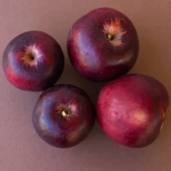 Arkansas Black Apple Tree -Deals Blossom Vines Store Arkansas Black Apple 3