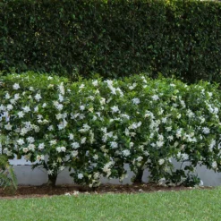August Beauty Gardenia Shrub 8 August Beauty Gardenia Shrub -Deals Blossom Vines Store August Beauty Gardenia 1 BB