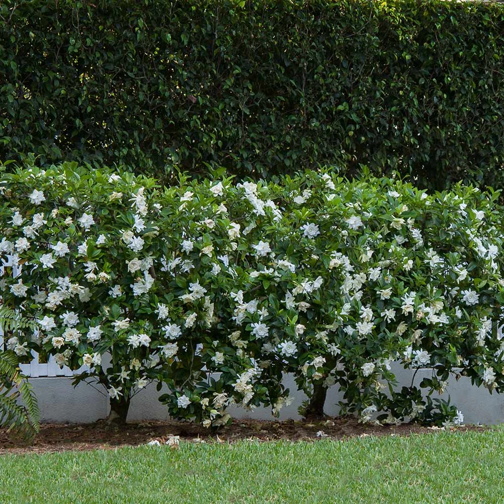 August Beauty Gardenia Shrub 5 August Beauty Gardenia Shrub - Image 3
