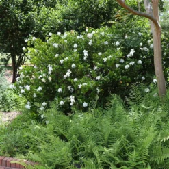 August Beauty Gardenia Shrub 9 August Beauty Gardenia Shrub -Deals Blossom Vines Store August Beauty Gardenia 4 FGT