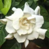 August Beauty Gardenia Shrub 2 August Beauty Gardenia Shrub -Deals Blossom Vines Store August Beauty Gardenia BB 600