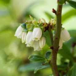 Aurora Blueberry Bush -Deals Blossom Vines Store Aurora Blueberry 3