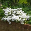 Autumn Angel® Encore® Azalea Shrub -Deals Blossom Vines Store Autumn Angel Encore BB 600x600 053af6c8 a36c 4abc a1f4 68e8259d8b32