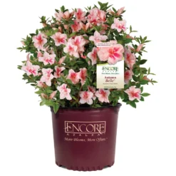 Autumn Belle® Encore® Azalea Shrub 10 Autumn Belle® Encore® Azalea Shrub -Deals Blossom Vines Store Autumn Belle Encore Azalea 1