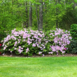 Autumn Belle® Encore® Azalea Shrub 9 Autumn Belle® Encore® Azalea Shrub -Deals Blossom Vines Store Autumn Belle Encore Azalea BB 5
