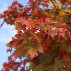 Autumn Blaze® Maple Tree -Deals Blossom Vines Store Autumn Blaze Maple 1 FGT