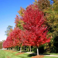 Autumn Blaze® Maple Tree -Deals Blossom Vines Store Autumn Blaze Maple 3 BB